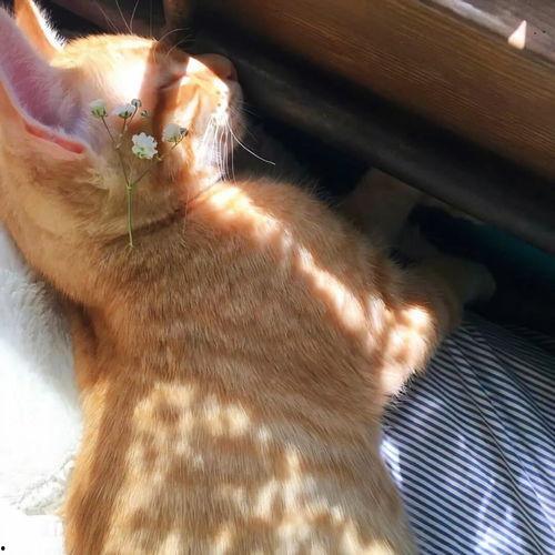 网红吃瓜视频合集文案,盘点热门视频合集幕后故事  第3张